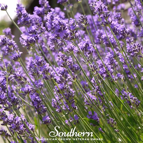 English Lavender Seeds Lavandula Angustifolia English SuperBlue'