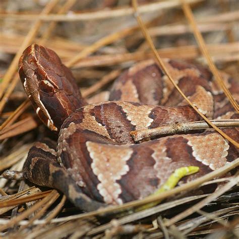 Cottonmouth Juvenile Snake At Sandra Raines Blog