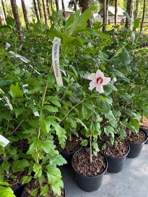 Купить Гибискус садовый Гибискус сирийский WOODBRIDGE Гибискус в горшке ...