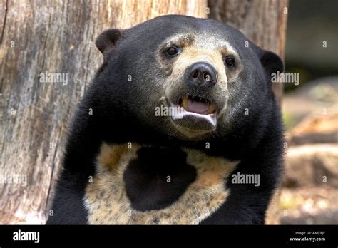 Sun Bear Malayan Sun Bear Helarctos Malayanus Portrait Of An