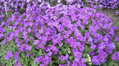 Обриета: посадка и уход в открытом грунте и выращивание из семян (+фото ...