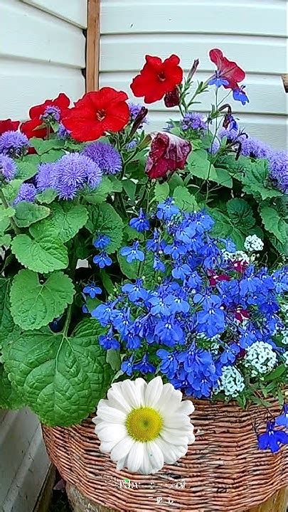 Цветочные композиции в кашпо. Петуния, Агератум, Лобелия, Алиссум.🌺🌼🏵 ...