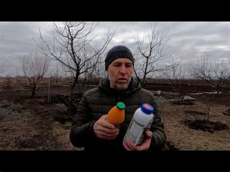 Первая обработка сада Нужна ли бордосская жидкость?(Перша обробка саду ...