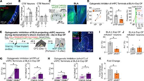 Vhpc Bla Pathway In Exp Of A Coronal Section Of Vhpc Ca1 Arrows