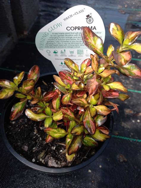 Coprosma Evening Glow In Mm Pot Canberra Nursery Garden Centre