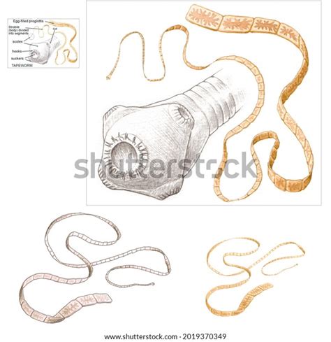 Tapeworms Cestode Worms Morphology Taenia H Nh Minh H A C S N