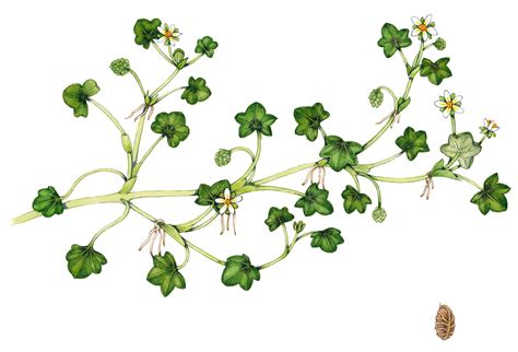 Ivy-leaved water crowfoot Ranunculus hederaceus - Lizzie Harper
