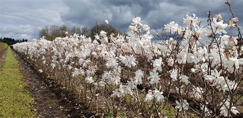 Magnolia Stellata Royal Star Hedges | Royal Star Magnolia