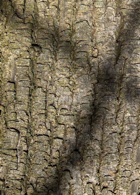 Illuminated by Sunlight Maple Tree Bark Stock Image - Image of botany, skin: 321490757