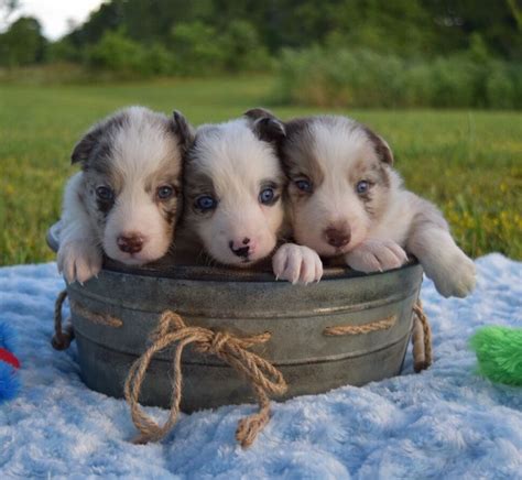 Adorable!! Blue and Red Merle Border Collie Puppies! | Border collie ...