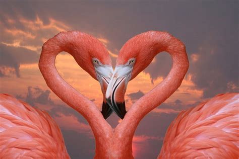 Flamingos In Love Heart Flamingo Pictures Flamingo Pink Flamingos