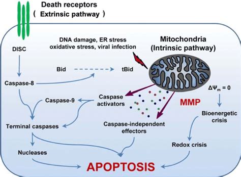 Pathways involved in the activation of apoptosis. Apoptosis occurs via ...