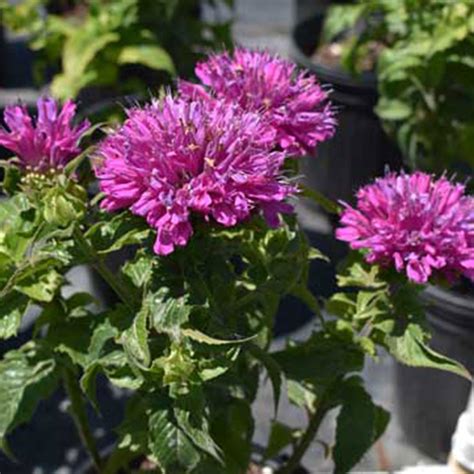 Monarda Didyma Jacob Cline Horsford Gardens And Nursery