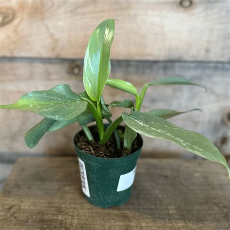4 Philodendron Silver Sword Flowers Talk Tivoli