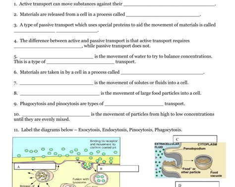 30 Active Transport Worksheet Worksheets Decoomo