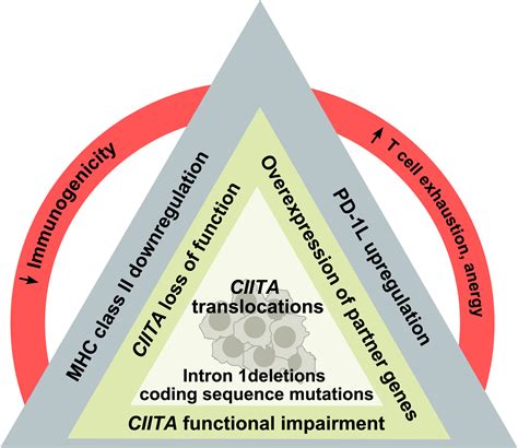 Genomic Alterations In Ciita Are Frequent In Primary Mediastinal Large