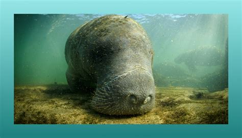 Manatee Symbolism, Power & Spirit Animal — Ocean Jewelry