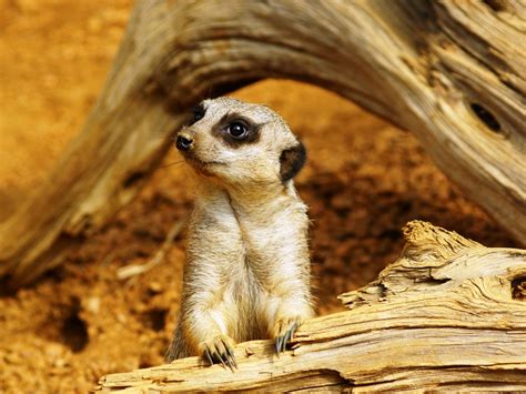 Сурикат скачать фото обои для рабочего стола