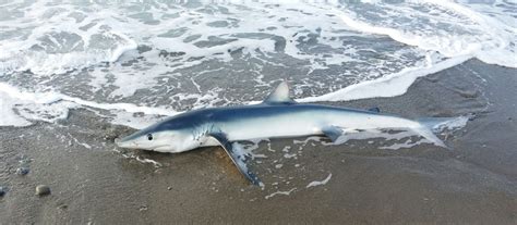 Sant Agata Di Militello Ritrovato Sulla Spiaggia Uno Squalo Azzurro