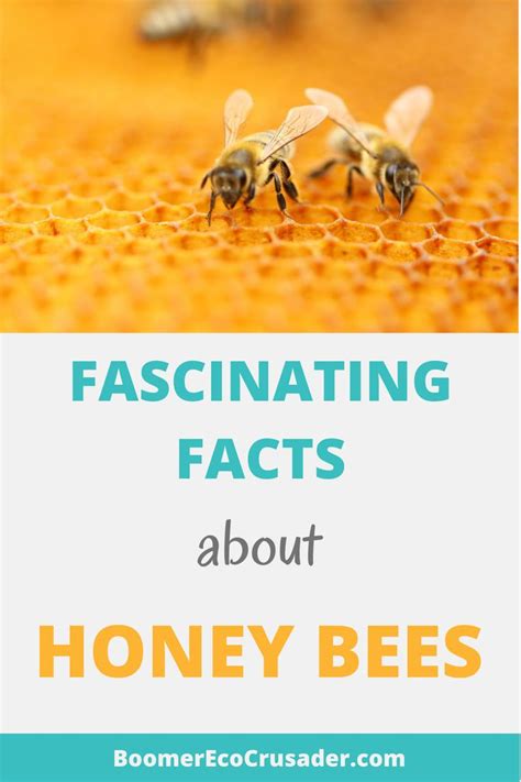 Fascinating Facts About Honey Bees Honey Bee Facts Fun Facts Bee