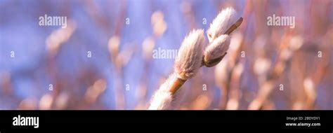 Beautiful Pussy Willow Flowers Branches On Blue Sky Background Soft Spring Frame With Shallow