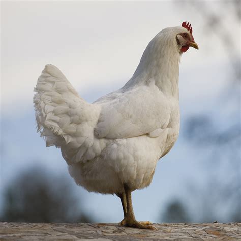 Murray Mcmurray Hatchery Rhode Island Red