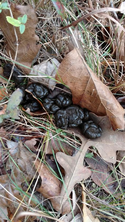 What Does Whitetail Deer Poop Look Like