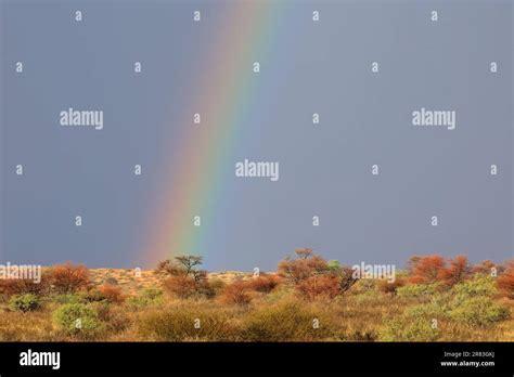 Desert Landscape With A Colorful Rainbow In Stormy Sky Kalahari Desert