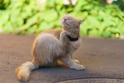 Can Bird Mites Live on Cats? Vet-Reviewed Facts & Tips | PangoVet