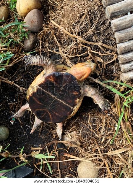 chinese box turtle flipped upside  stock photo