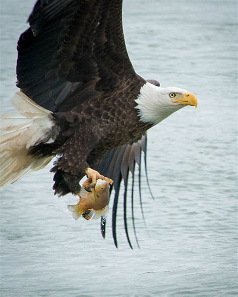 Best Eagle Catching Prey Stock Photos, Pictures & Royalty-Free Images ...