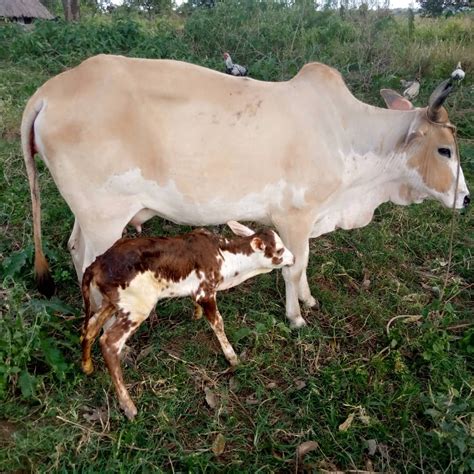 Sustainability Projects - True Vine Education Foundation