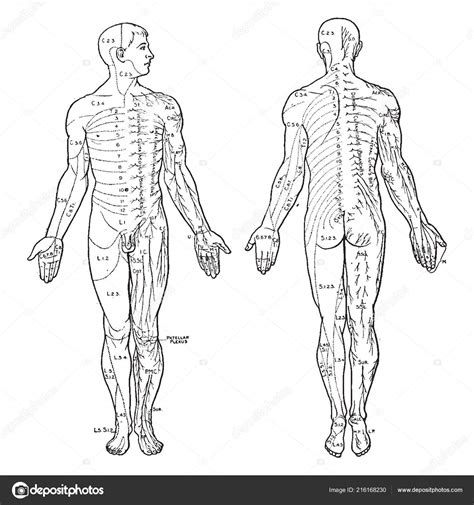 Illustration Represents Cutaneous Nerves Body Vintage Line Drawing