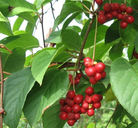 Лимонник комнатное растение разновидности (56 фото)