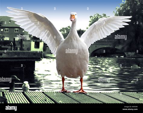 Goose Silly Hi Res Stock Photography And Images Alamy