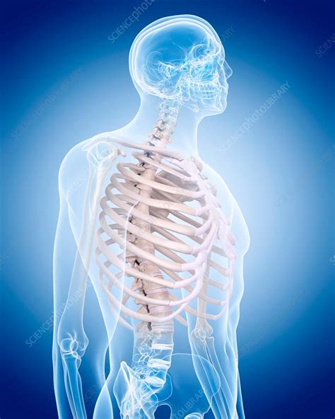 Human Ribcage Stock Image F016 2906 Science Photo Library