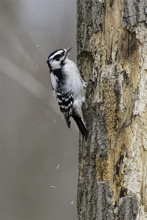 Downy Woodpecker Nest Stock Photos - Free & Royalty-Free Stock Photos ...