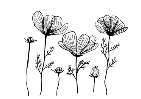 Premium Vector Cosmos Flower Graphic Black White Isolated Sketch