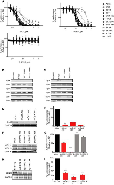 Ews Fli Confers Tumor Cell Synthetic Lethality To Cdk Inhibition In