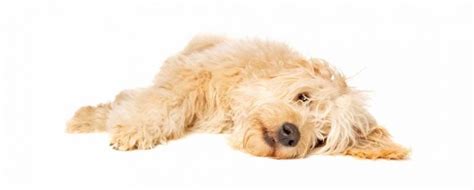 Labradoodle Growth Chart | Labradoodle Weight & Size Chart