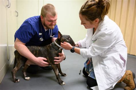 Curriculum – Doctor of Veterinary Medicine – D.V.M. Program