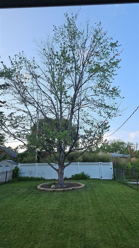 Thinned Tree Rarborists