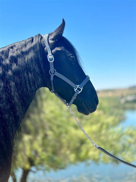 Accessories – Goode Rider