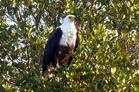 African Fish Eagle Icthyophaga Vocifer Wildlife Vagabond