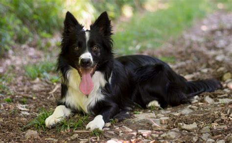 Mi border collie es puro Descúbrelo en 5 pasos Mis animales