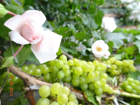 Виноград и розы - фото и картинки abrakadabra.fun