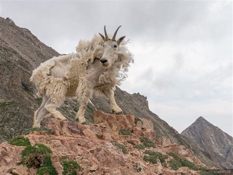 mountain goat