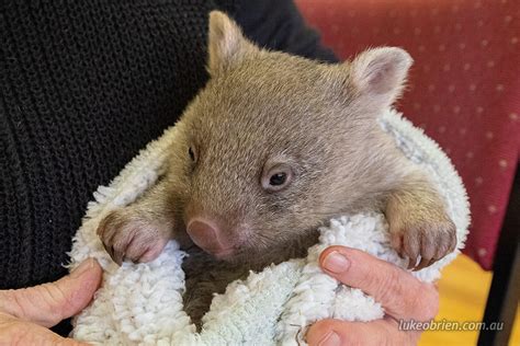 Wombat Rescue Tasmania Luke Obrien Photography