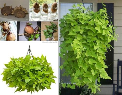 How to Grow A Potato Vine Plant