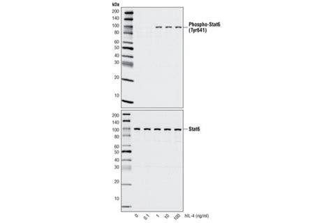 Human Interleukin 4 Hil 4 Cell Signaling Technology